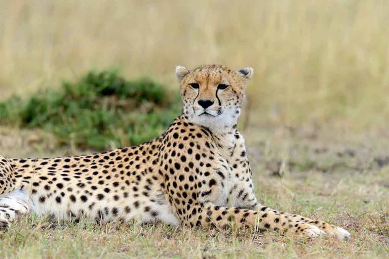 cheetah on savannah leader header for amatina consulting